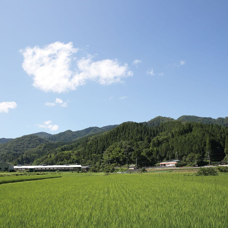 山に囲まれた自然豊かな環境で平飼い飼育する天美卵