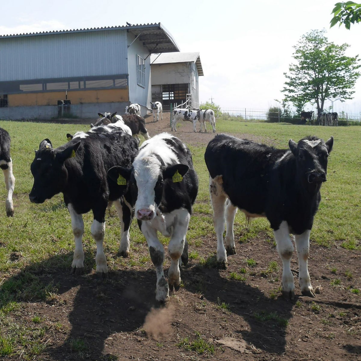 大山山麓産の新鮮な牛乳を使用_大江ノ郷ぷりん(4個入)