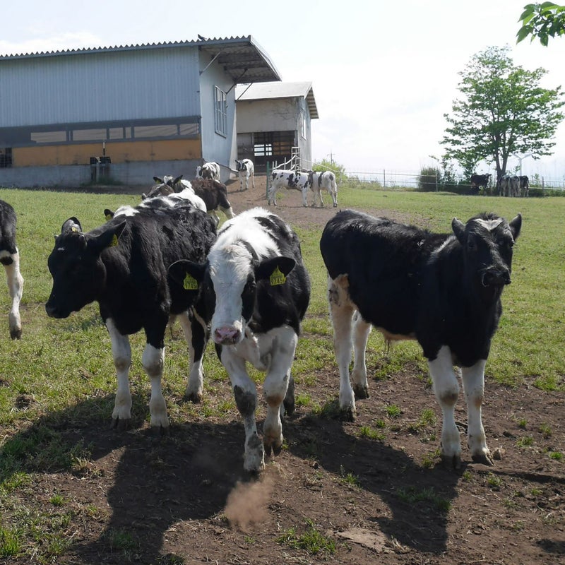 大山山麓産の新鮮な牛乳を使用_大江ノ郷ぷりん(4個入)