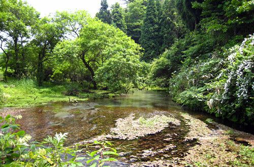 【大山Gビール】ペールエール 6本