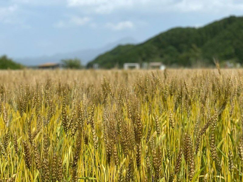 鳥取県産大山こむぎ 石臼挽き全粒粉