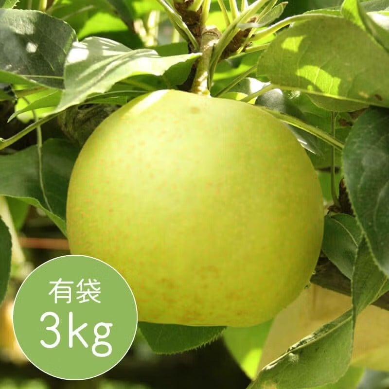  二十世紀梨　有袋kg