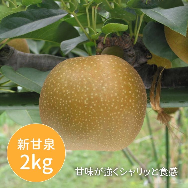 新甘泉　2kg