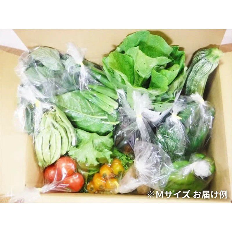 いのちの土の農園 旬の野菜Mセット | 大江ノ郷自然牧場