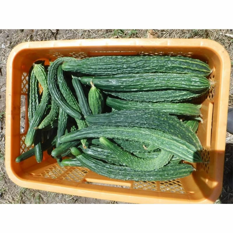 自然栽培の野菜セット（Sセット）