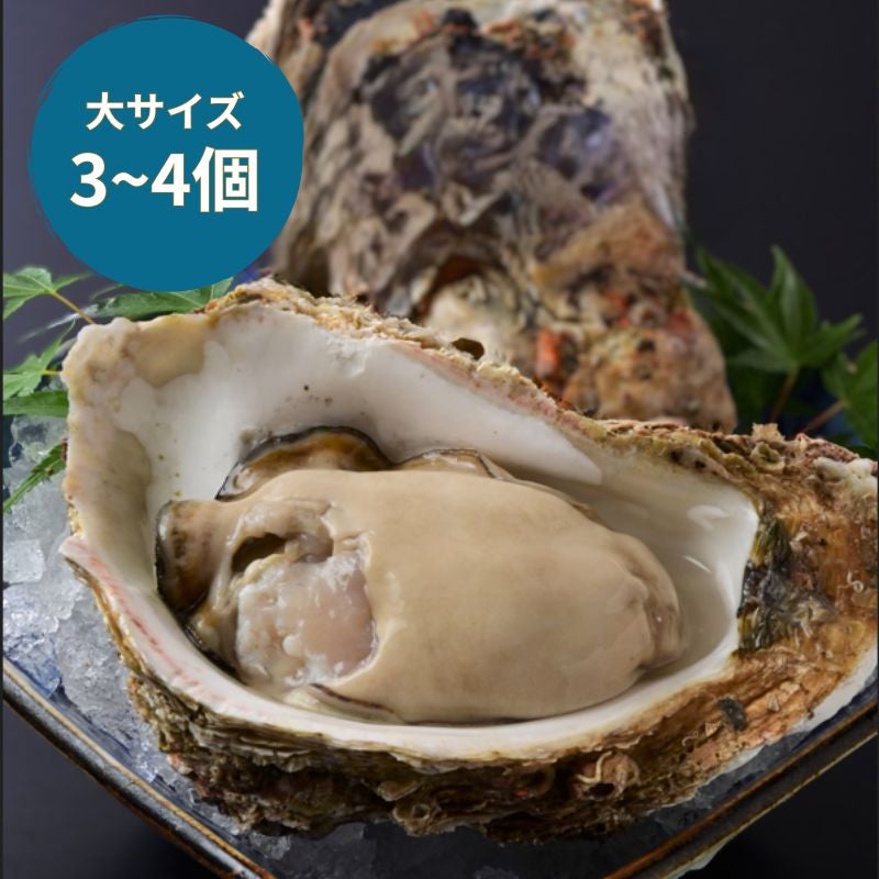 天然岩ガキ「夏輝」1kg （大サイズ3～4個）