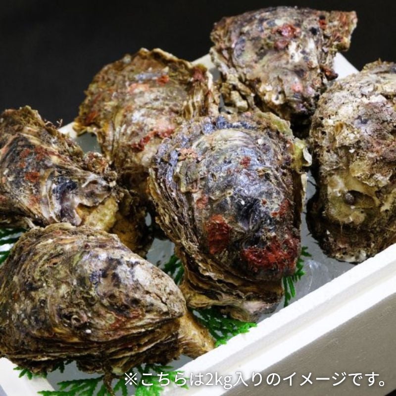 天然岩ガキ「夏輝」1kg （大サイズ3～4個）