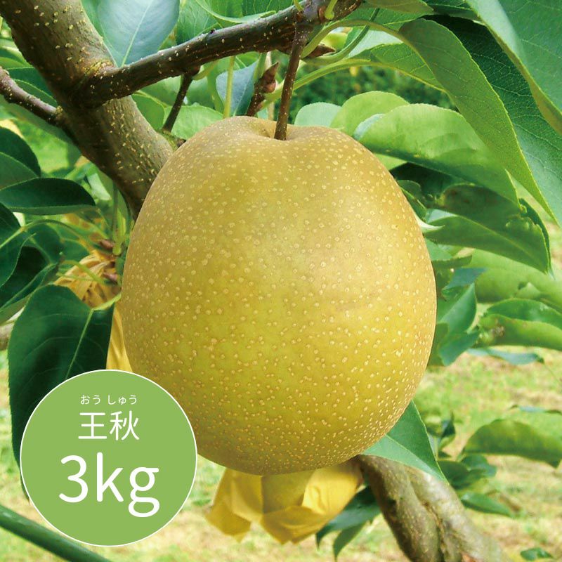 王秋　3kg