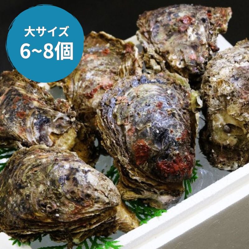 天然岩ガキ「夏輝」2kg （大サイズ6～8個）