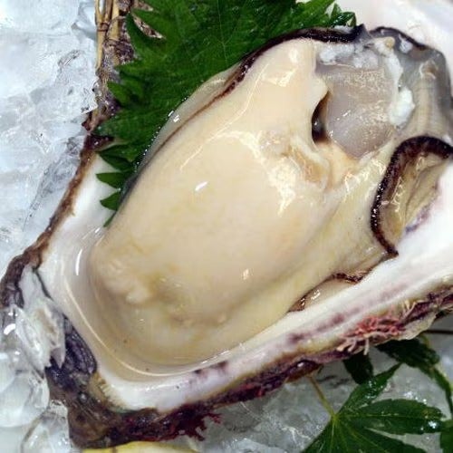 天然岩ガキ「夏輝」2kg （大サイズ6～8個）